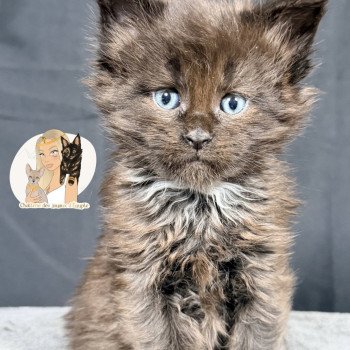 ATZUKO Des joyaux d’Égypte Mâle Maine coon polydactyle