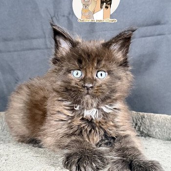 ATZUKO Des joyaux d’Égypte Mâle Maine coon polydactyle