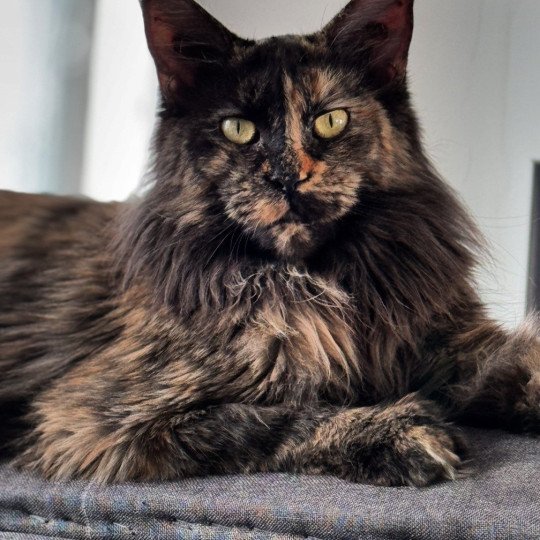 chat Maine coon polydactyle black tortie smoke U’Naïa Chatterie Des Joyaux d’Égypte black tortie smoke 