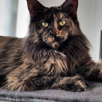 U’Naïa Femelle Maine coon polydactyle