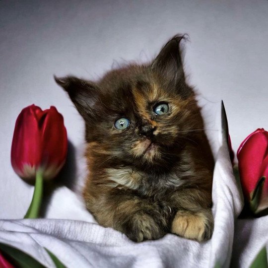 chat Maine coon polydactyle black tortie smoke U’Naïa Chatterie Des Joyaux d’Égypte black tortie smoke 