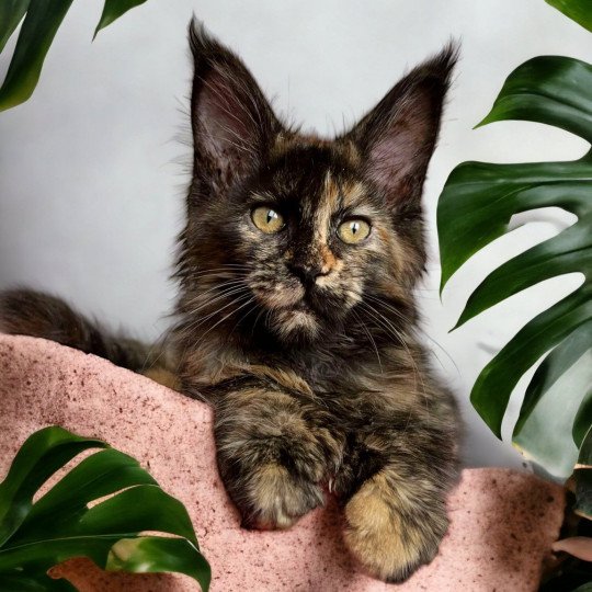 chat Maine coon polydactyle black tortie smoke U’Naïa Chatterie Des Joyaux d’Égypte black tortie smoke 