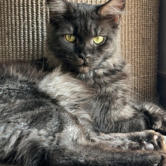 chat Maine coon black smoke U’Déïna Chatterie Des Joyaux d’Égypte black smoke 