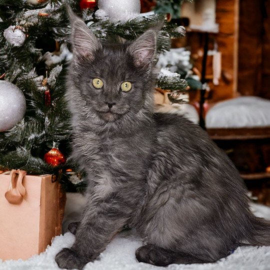 chat Maine coon black smoke Umy Chatterie Des Joyaux d’Égypte black smoke 