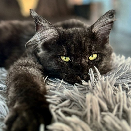chat Maine coon black smoke U’Déïna Chatterie Des Joyaux d’Égypte black smoke 
