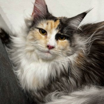 Zelda Femelle Maine coon