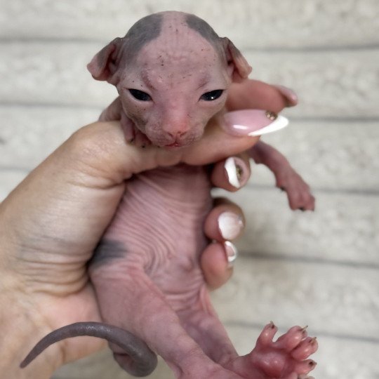 chaton Sphynx blue & blanc arlequin Alto Chatterie Des Joyaux d’Égypte blue & blanc arlequin