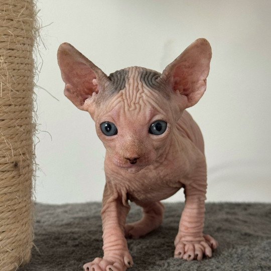 chaton Sphynx blue & blanc arlequin Alto Chatterie Des Joyaux d’Égypte blue & blanc arlequin