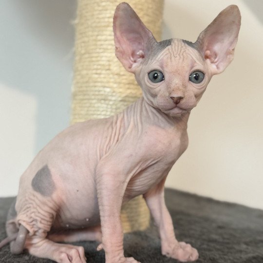 chaton Sphynx blue & blanc arlequin Alto Chatterie Des Joyaux d’Égypte blue & blanc arlequin