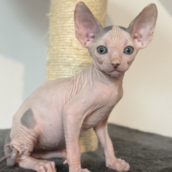 Alto Des joyaux d’Égypte Mâle Sphynx