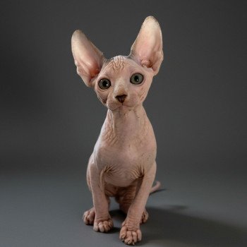 Alto Des joyaux d’Égypte Mâle Sphynx
