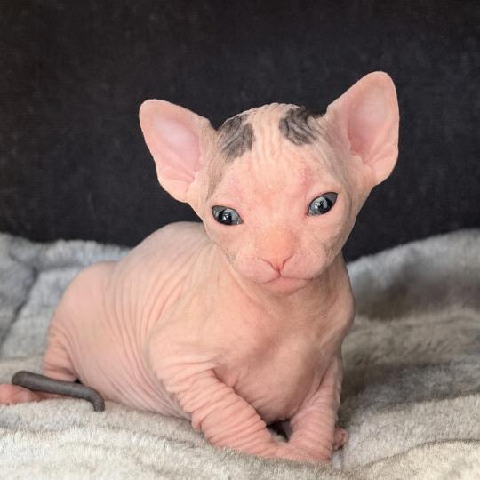 chaton Sphynx brown tabby & blanc van Balto Chatterie Des Joyaux d’Égypte brown tabby & blanc van
