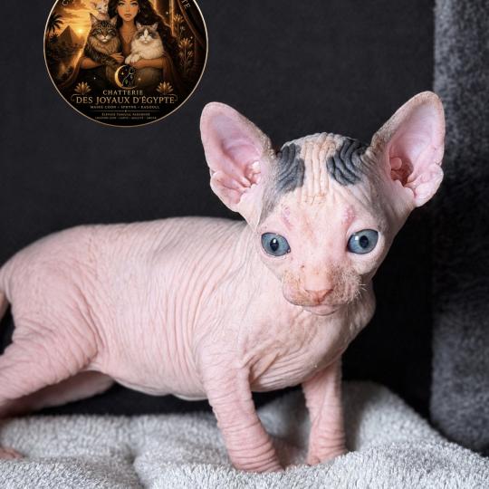 chaton Sphynx black & blanc van Balto Chatterie Des Joyaux d’Égypte brown tabby & blanc van