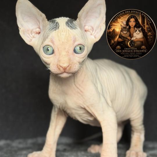 chaton Sphynx brown tabby & blanc van Balto Chatterie Des Joyaux d’Égypte brown tabby & blanc van