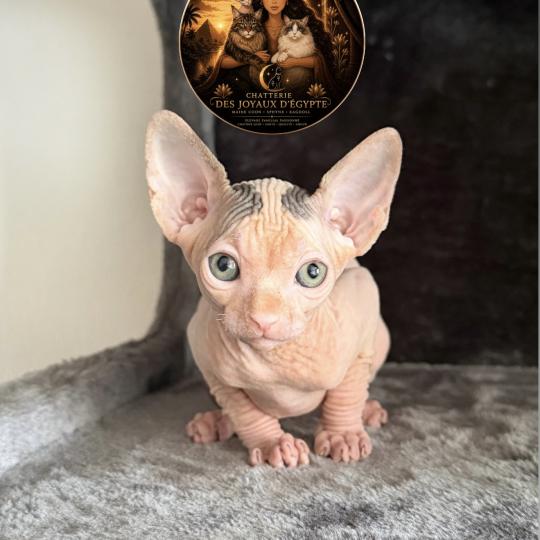 chaton Sphynx brown tabby & blanc van Balto Chatterie Des Joyaux d’Égypte brown tabby & blanc van