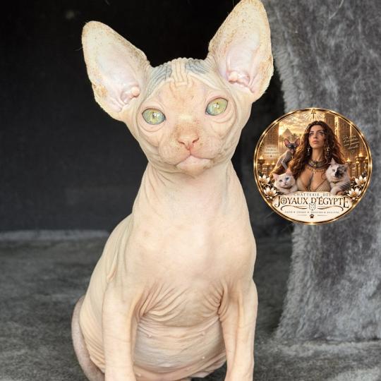 chaton Sphynx brown tabby & blanc van Balto Chatterie Des Joyaux d’Égypte brown tabby & blanc van