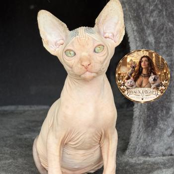 Balto Des joyaux d’Égypte Mâle Sphynx