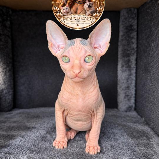 chaton Sphynx brown tabby & blanc van Balto Chatterie Des Joyaux d’Égypte brown tabby & blanc van
