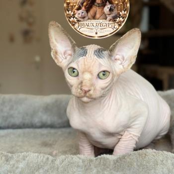 Balto Des joyaux d’Égypte Mâle Sphynx