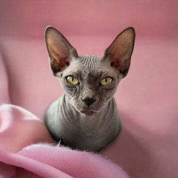 Tharâh Femelle Sphynx