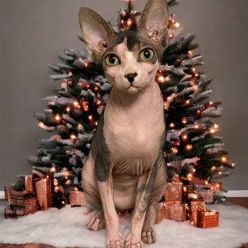 U'Nie Femelle Sphynx