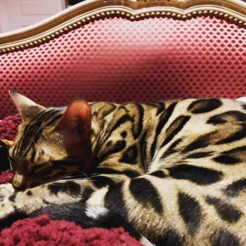 Chatterie Dharkan Bengal