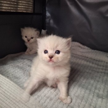 Chaton 1 violet Femelle Ragdoll