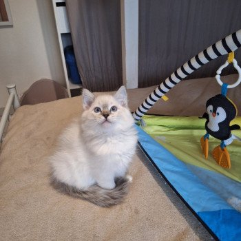 Alaska on top of the world Femelle Ragdoll