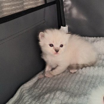 Chaton 2 rose Femelle Ragdoll
