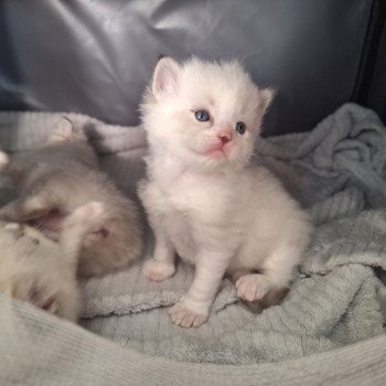 Chaton 3 bleu Mâle Ragdoll