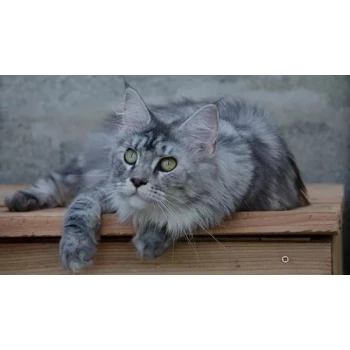 Chatterie de la Famille Félin