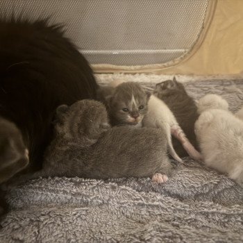 Adorable des Sibériens so Chic Mâle Sibérien