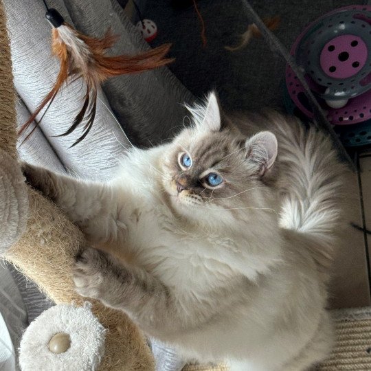 Fakir Siberian Sapphire Mâle Sibérien