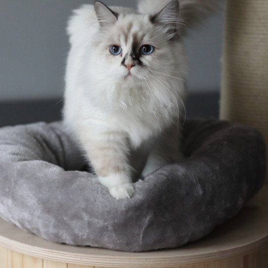 chat Sibérien Helen Chatterie des Sibériens So Chic blue tortie smoke point & blanc