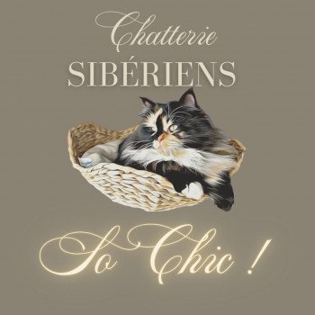 Chatterie des Sibériens So Chic