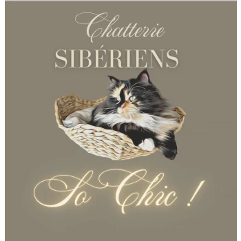 Chatterie des Sibériens So Chic - Elevage familial de chats et chatons sibériens - Yvelines - Ile de France