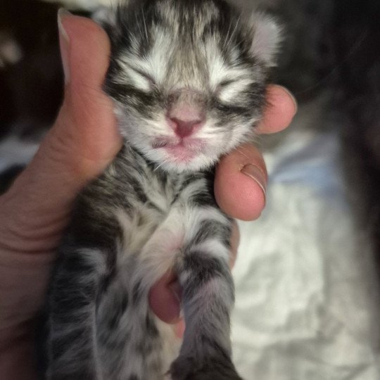chaton Norvégien black tortie silver blotched tabby Aegon🤍 Chatterie de Ci'Varone black silver blotched tabby