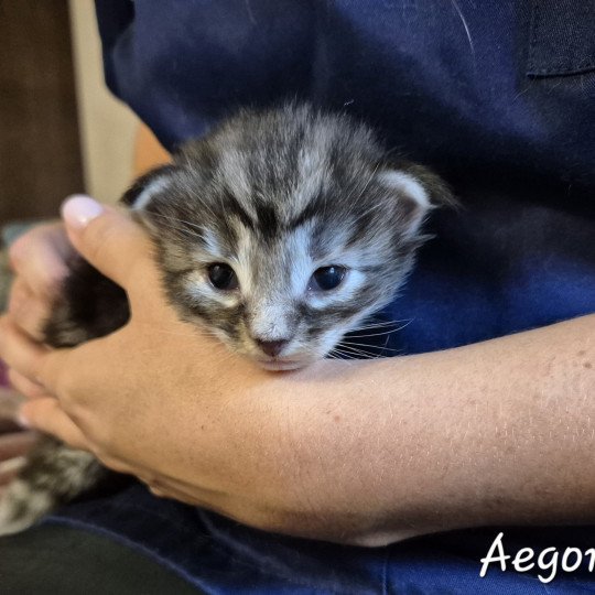 chaton Norvégien black silver blotched tabby Aegon🤍 Chatterie de Ci'Varone black silver blotched tabby