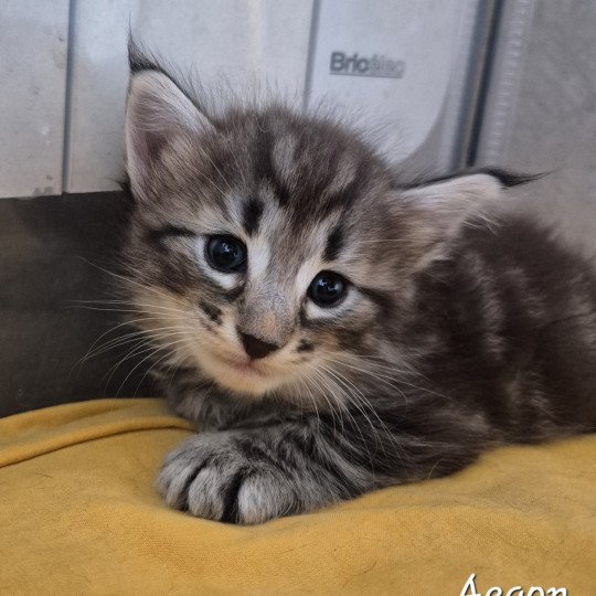 chaton Norvégien black silver blotched tabby Aegon🤍 Chatterie de Ci'Varone black silver blotched tabby