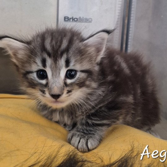 chaton Norvégien black silver blotched tabby Aegon🤍 Chatterie de Ci'Varone black silver blotched tabby