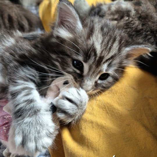 chaton Norvégien black silver blotched tabby Aegon🤍 Chatterie de Ci'Varone black silver blotched tabby