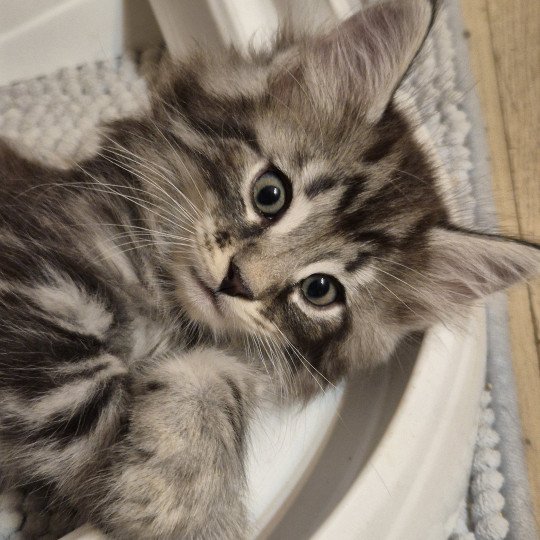 chaton Norvégien black silver blotched tabby Aegon🤍 Chatterie de Ci'Varone black silver blotched tabby