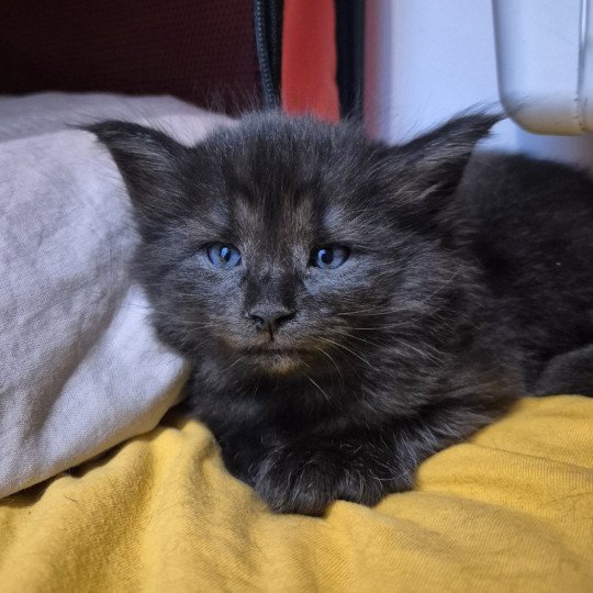 chaton Norvégien black smoke Aëla💗 Chatterie de Ci'Varone black smoke 