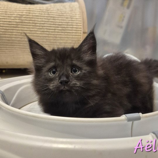 chaton Norvégien black smoke Aëla💗 Chatterie de Ci'Varone black smoke 