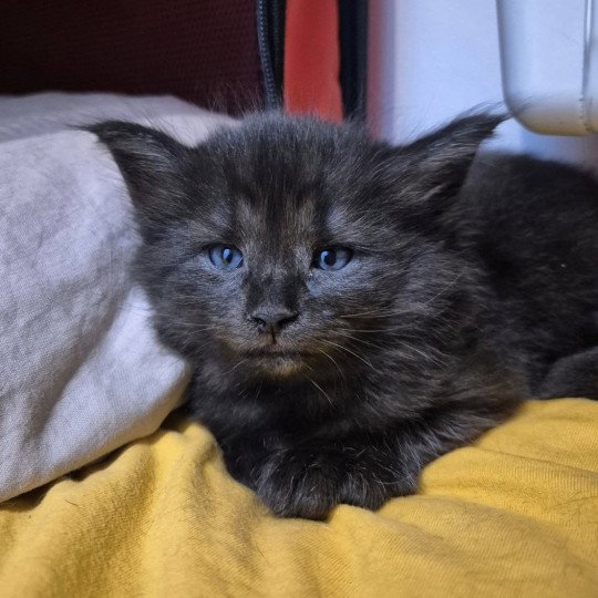 chaton Norvégien black smoke Aëla💗 Chatterie de Ci'Varone black smoke 