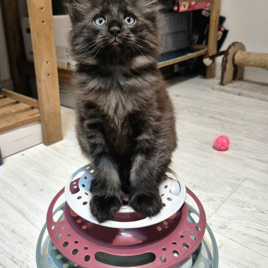 chaton Norvégien black smoke Aëla💗 Chatterie de Ci'Varone black smoke 