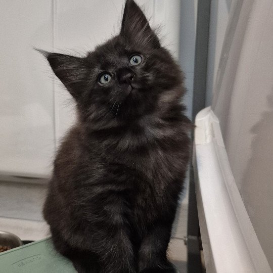 chaton Norvégien black smoke Aëla💗 Chatterie de Ci'Varone black smoke 
