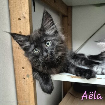 Aëla💗 De Ci'Varone Femelle Norvégien