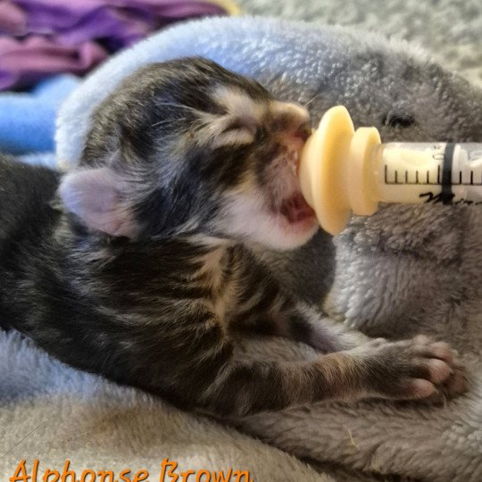 chaton Norvégien brown blotched tabby Alphonse Brown 🧡 Chatterie de Ci'Varone brown blotched tabby