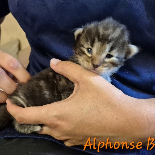 chaton Norvégien brown blotched tabby Alphonse Brown 🧡 Chatterie de Ci'Varone brown blotched tabby